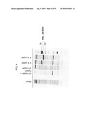 Yeast-Based Vaccine for Inducing an Immune Response diagram and image