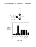 IBC-1 (Invasive Breast Cancer-1), a Putative Oncogene Amplified in Breast Cancer diagram and image