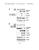 Method of Detecting Oncogenesis of Hematopoietic Cells diagram and image