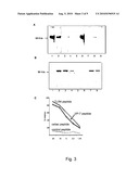 PEPTIDES, ANTIBODIES AND FRAGMENTS THEREOF FOR THE TREATMENT AND DIAGNOSTIC OF CELIAC DISEASE diagram and image