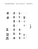 PLURIPOTENT ADULT STEM CELLS diagram and image