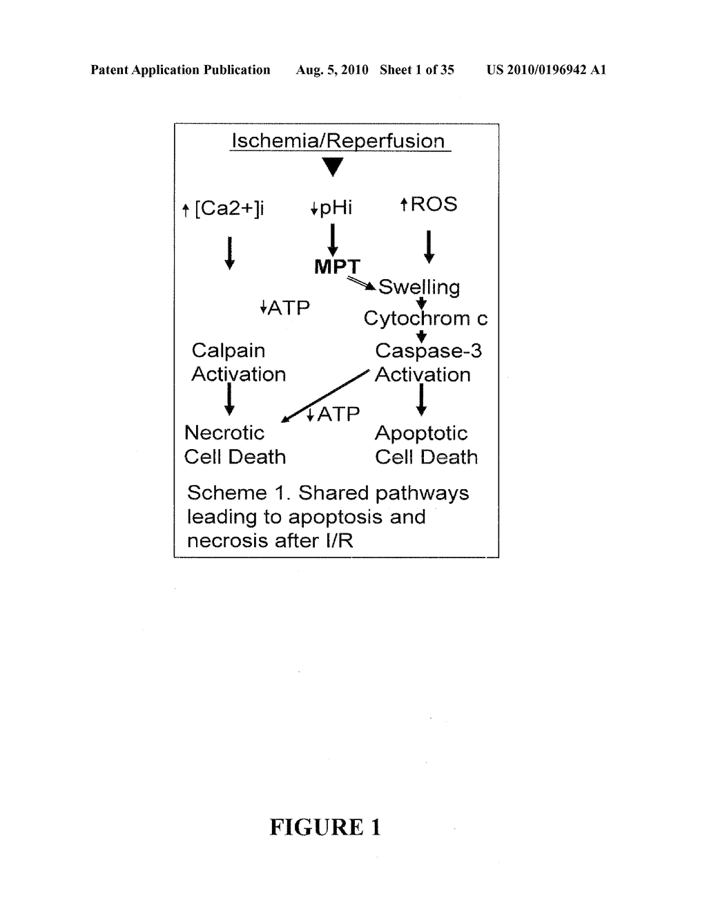 BIOMARKERS OF LIVER INJURY - diagram, schematic, and image 02