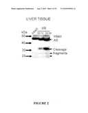 BIOMARKERS OF LIVER INJURY diagram and image