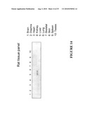 BIOMARKERS OF LIVER INJURY diagram and image