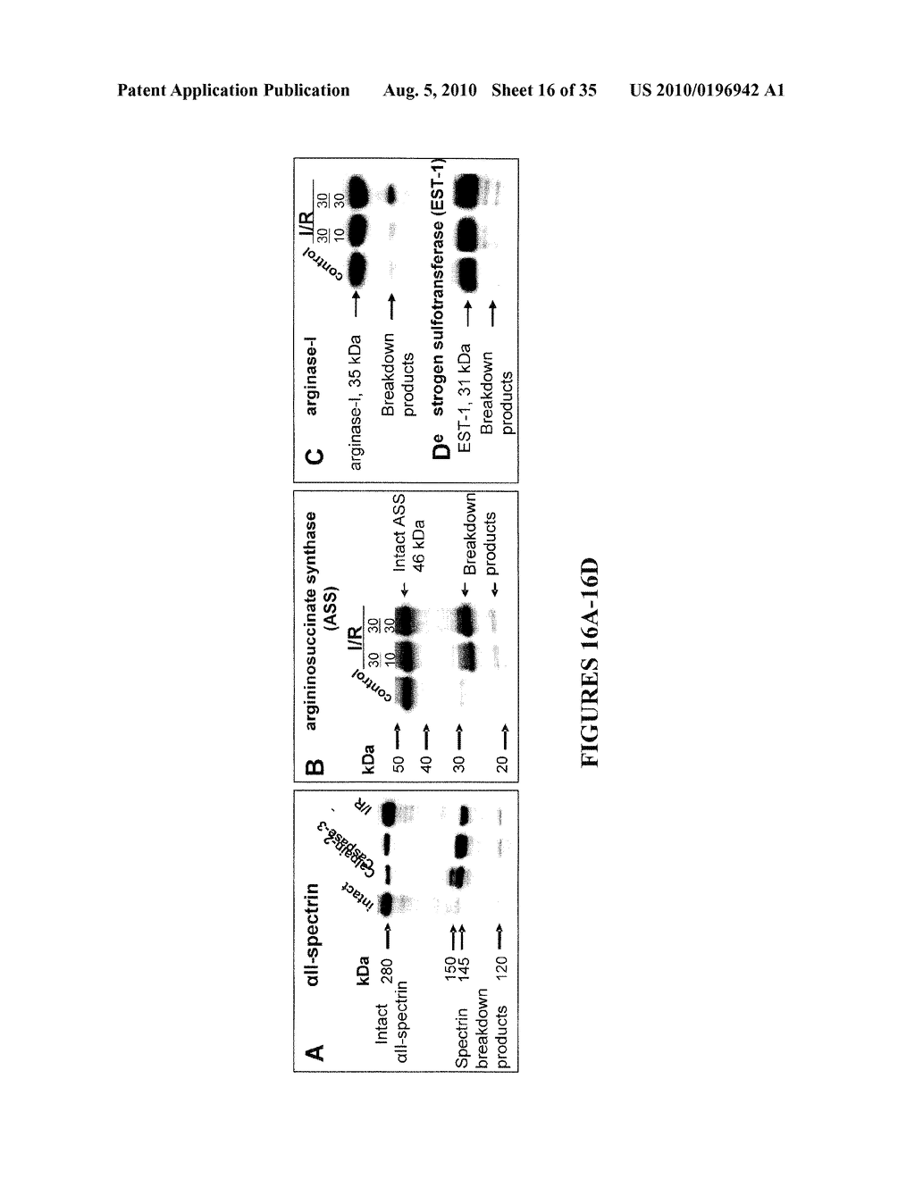 BIOMARKERS OF LIVER INJURY - diagram, schematic, and image 17