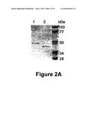 IDENTIFICATION AND CHARACTERIZATION OF RACEMASES, DEFINITION OF PROTEIN SIGNATURES, AND A TEST FOR DETECTING D-AMINO ACID AND FOR SCREENING MOLECULES CAPABLE OF INHIBITING THE ACTIVITY OF RACEMASE, ESPECIALLY PROLINE RACEMASE diagram and image