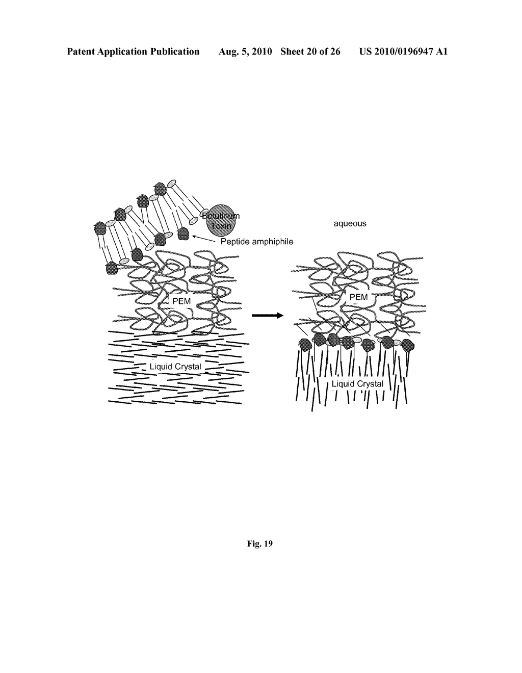 Polyelectrolyte Multilayer Films At Liquid-Liquid Interfaces - diagram, schematic, and image 21