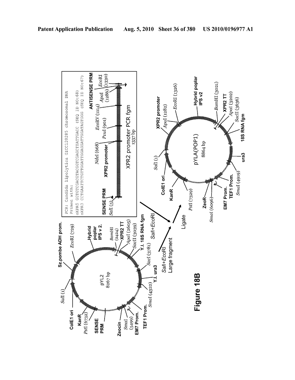 METHODS OF PRODUCING ISOPRENE AND A CO-PRODUCT - diagram, schematic, and image 37