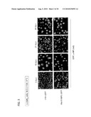 PERSISTENTLY INFECTIVE SENDAI VIRUS VECTOR diagram and image