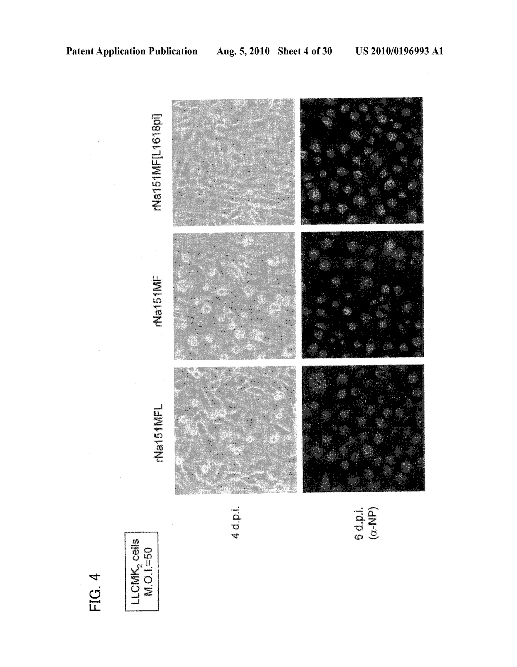 PERSISTENTLY INFECTIVE SENDAI VIRUS VECTOR - diagram, schematic, and image 05