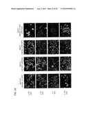 PERSISTENTLY INFECTIVE SENDAI VIRUS VECTOR diagram and image