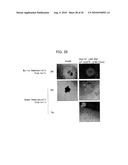 PERSISTENTLY INFECTIVE SENDAI VIRUS VECTOR diagram and image