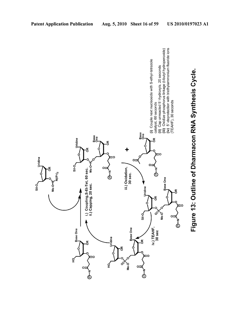 MODIFIED POLYNUCLEOTIDES FOR USE IN RNA INTERFERENCE - diagram, schematic, and image 17