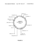 ORYZA SATIVA LTP PROMOTERS USEFUL FOR MODULATING GENE EXPRESSION IN PLANTS diagram and image