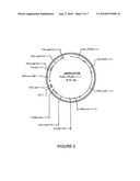 ORYZA SATIVA LTP PROMOTERS USEFUL FOR MODULATING GENE EXPRESSION IN PLANTS diagram and image