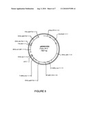 ORYZA SATIVA LTP PROMOTERS USEFUL FOR MODULATING GENE EXPRESSION IN PLANTS diagram and image