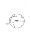 GLYPHOSATE RESISTANT CLASS I 5-ENDOLPYRUVYLSHIKIMATE-3-PHOSPHATE SYNTHASE (EPSPS) diagram and image