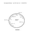 GLYPHOSATE RESISTANT CLASS I 5-ENDOLPYRUVYLSHIKIMATE-3-PHOSPHATE SYNTHASE (EPSPS) diagram and image