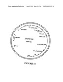 GLYPHOSATE RESISTANT CLASS I 5-ENDOLPYRUVYLSHIKIMATE-3-PHOSPHATE SYNTHASE (EPSPS) diagram and image