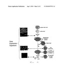 SYSTEMS AND METHODS FOR ASSOCIATING NUCLEIC ACID PROFILES AND PROTEOMIC PROFILES WITH HEALTHCARE PROTOCOLS AND GUIDELINES IN A DECISION SUPPORT SYSTEM diagram and image