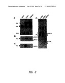 COMPOSITIONS AND METHODS FOR ALTERING ELASTOGENESIS diagram and image