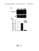 COMPOSITIONS AND METHODS FOR ALTERING ELASTOGENESIS diagram and image