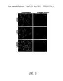 COMPOSITIONS AND METHODS FOR ALTERING ELASTOGENESIS diagram and image