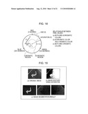 IMAGE SEGMENTATION APPARATUS AND IMAGE SEGMENTATION METHOD diagram and image