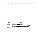 Organ Homing Genes of Cancer Metastases diagram and image