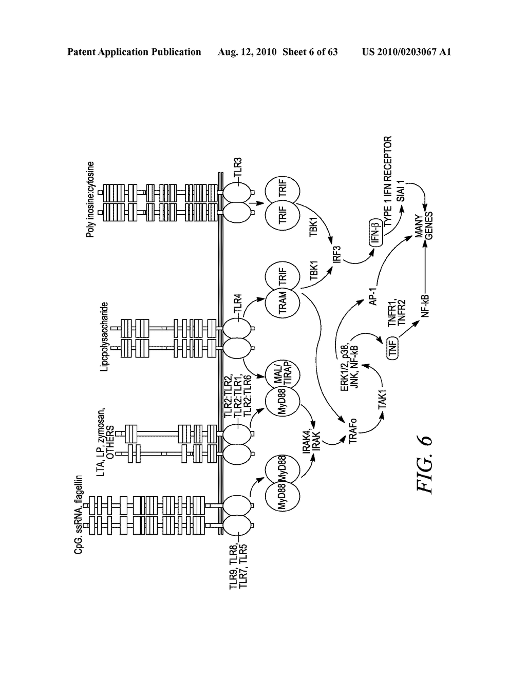 METHODS AND COMPOSITIONS FOR GENERATING AN IMMUNE RESPONSE BY INDUCING CD40 AND PATTERN RECOGNITION RECEPTOR ADAPTERS - diagram, schematic, and image 07