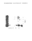 CIRCOVIRUS SEQUENCES ASSOCIATED WITH PIGLET WEIGHT LOSS DISEASE (PWD) diagram and image