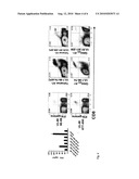 HSV-1 EPITOPES AND METHODS FOR USING SAME diagram and image