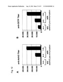 MUTATED STRUCTURAL PROTEIN OF A PARVOVIRUS diagram and image