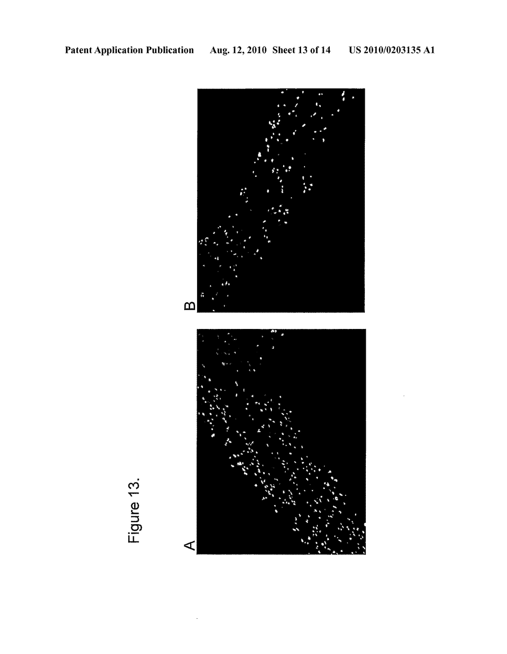 Skin Equivalent Culture - diagram, schematic, and image 14