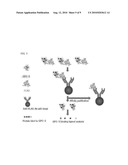 SPECIFIC PEPTIDE BINDING TO GLYPICAN-3 diagram and image