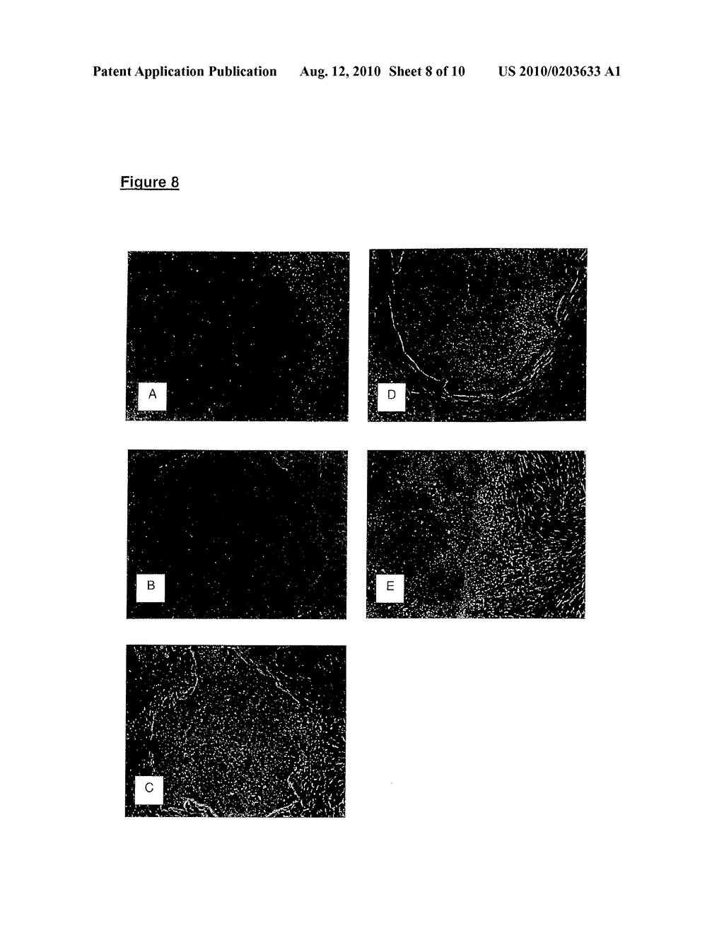 Culture System for Rapid Expansion of Human Embryonic Stem Cells - diagram, schematic, and image 09