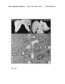 Inhibition of stem cell differentiation, enhancement of proliferation and selective induction of apoptosis by Wnt factors diagram and image