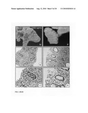 Inhibition of stem cell differentiation, enhancement of proliferation and selective induction of apoptosis by Wnt factors diagram and image