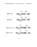 Antigen Presenting Cells diagram and image