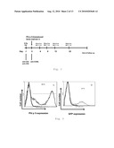 Antigen Presenting Cells diagram and image