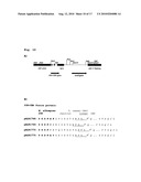 Novel Cellulases and Their Uses diagram and image