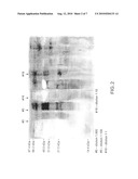 Irreversibly-inactivated pepsinogen fragment and pharmaceutical compositions comprising the same for detecting, preventing and treating HIV diagram and image