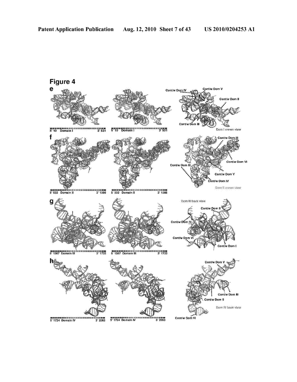 Ribosome Structure and Protein Synthesis Inhibitors - diagram, schematic, and image 08