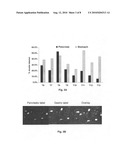 Modulation of nerve pain activity by resiniferatoxin and uses thereof diagram and image