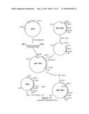 Process for the Production of Immunogenic Compositions diagram and image