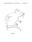 CELL CONSTRUCT, ITS PROCESS OF MANUFACTURE, AS WELL AS A DEVICE, IMPLANT AND PROCESSES FOR THE MECHANICAL STIMULATION OF CELLS IN VITRO AND IN VIVO diagram and image