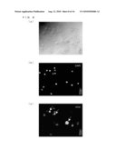 CHICKEN EMBRYONIC STEM CELL AND METHOD FOR EVALUATION THEREOF diagram and image