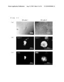 CHICKEN EMBRYONIC STEM CELL AND METHOD FOR EVALUATION THEREOF diagram and image