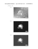 CHICKEN EMBRYONIC STEM CELL AND METHOD FOR EVALUATION THEREOF diagram and image