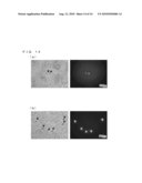 CHICKEN EMBRYONIC STEM CELL AND METHOD FOR EVALUATION THEREOF diagram and image